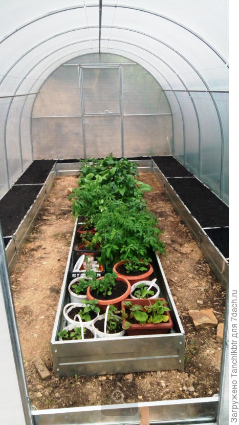 Теплица в год установки и организации грядок, май 2018 г (родной грунт видно?!)