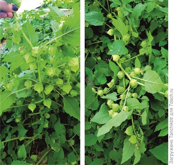 Все растения усыпаны вот такими симпатичными «фонариками»