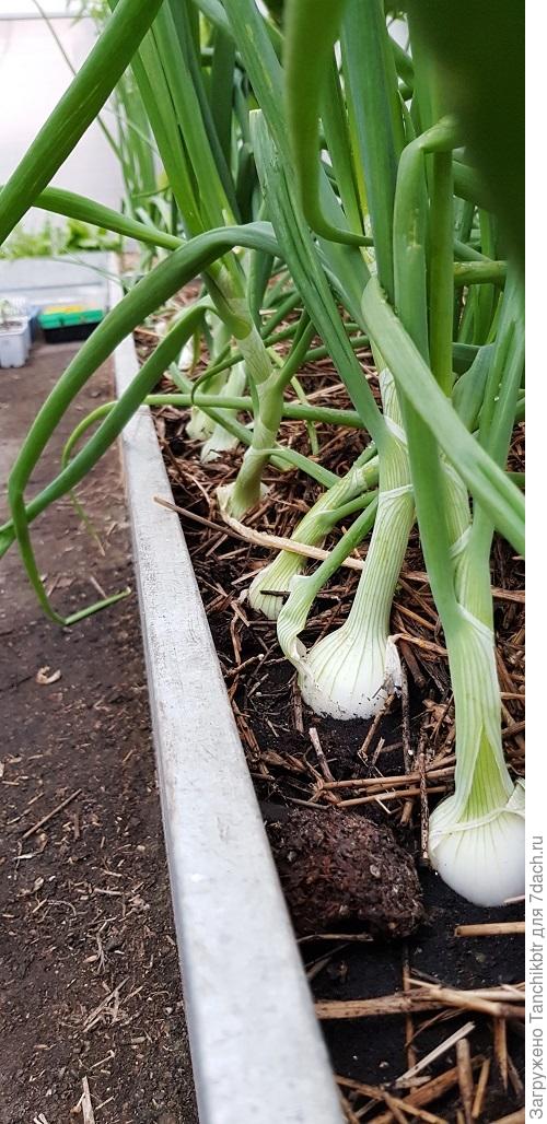 Лук, кстати, отлично вырос после моего эксперимента. Без рассады, высадила &quot;былинки&quot; в конце мая в теплицу