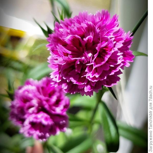 Скажи, словно акварель... хотя фото с нулевой обработкой. Жаль, в пик цветения уже не фотографировала, только в рассаде