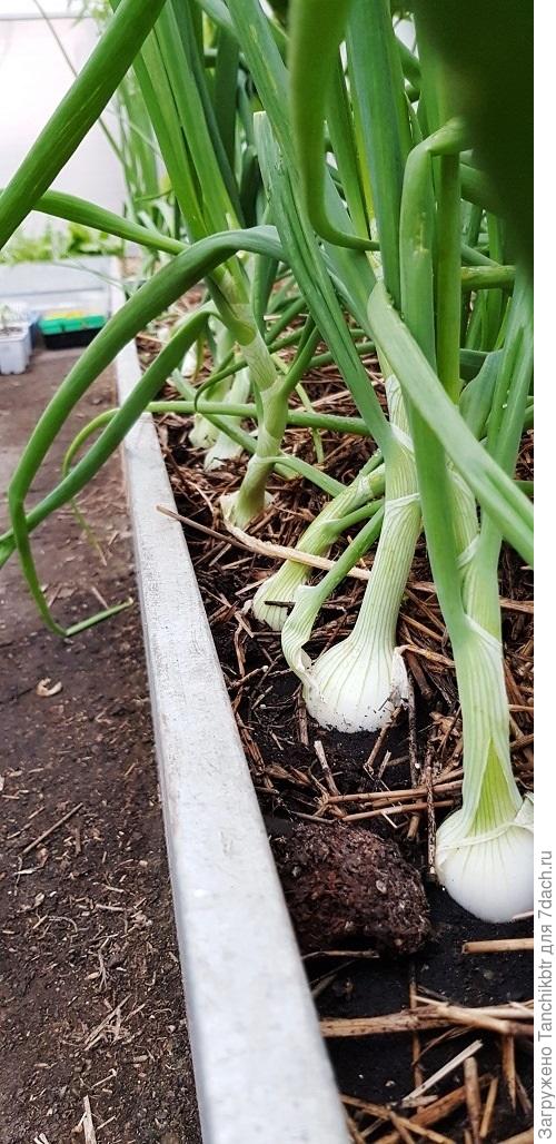 К сожалению, больше не нашла фото. Так лучок налился к середине июля