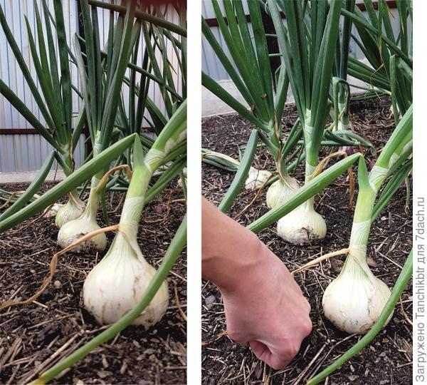 Мне очень понравился лук Стерлинг, два года, как выращиваю и не откажусь в 2023 г. Белые крупные луковицы (обещано вплоть до 800 г, но у меня крупнее 500 г не вырастал, мягкий сладкий вкус. По его подобию, но чуть мельче – Голландский сладкий (как раз выше Анне отвечала, он на фото). На фото – июль, он еще наливался