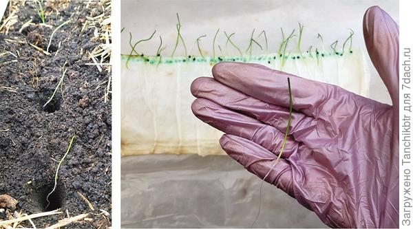 Но я пошла дальше – в прошлом году ради эксперимента высадила лук в теплицу 4 мая прямиком из &quot;улитки&quot;, только-только взошедшим. Знаете, хороший лук вырос (другой уже вопрос, что он постоянно мешался в теплице. Высадила строчкой к перцам, но на тот момент все грядки в ОГ были запланированы под другие культуры). Да, убрала его позже, где-то в сентябре. С другой стороны – это даже плюс, чем весь лук убирать единовременно. Так что хочу в этом году часть лука опять попробовать вырастить безрассадным способом, только уже найду для него место в ОГ