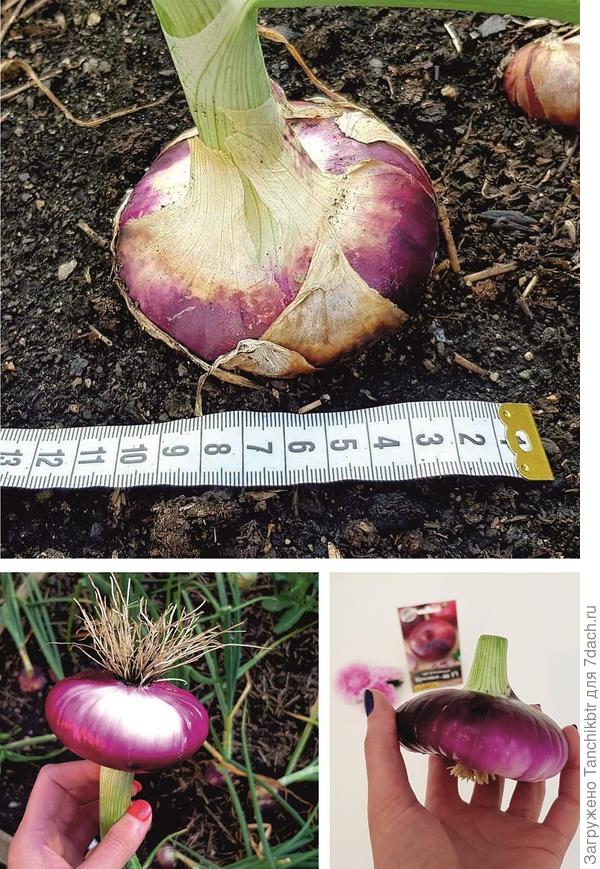 Не устану петь дифирамбы гибриду Красный-88 от Аэлиты. Лук Ялтинский даже близко не лежал 😀 Очень сладкий, почти десертный лучок 👍 Тоже да года подряд выращиваю и буду третий. Очень интересный и продуктивный розовый лук веретенообразной формы Шаман, но фото не нашла. Стоит присмотреться. Как и Розовый фламинго не плох, со второго раза удалось вырастить