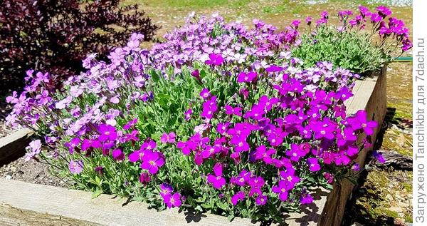 Обриета, конечно, декоративна только в мае-июне и осенью (у нас). Растет, как видишь, тоже в ограниченном грунте (надо было куда-то пристроить, участок не разработан у меня). Но телефон не передает цвет, на фото четыре разных расцветки, причем, ближе к синему и голубому, а не сиреневому. Высаживала совсем крохи, нормально так за год разрослась