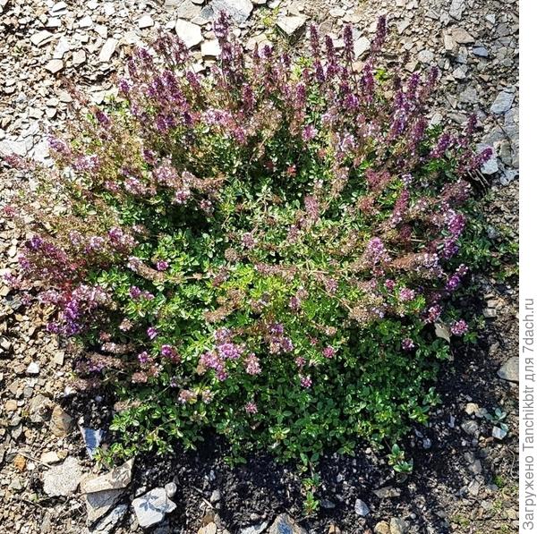 Чабрец же декоративен весь сезон. Фото не нашла, это скрин с публикации, на которую ссылаюсь выше. За 3 года он стал роскошной цветущей подушкой и тоже растет у меня в ограниченном пространстве