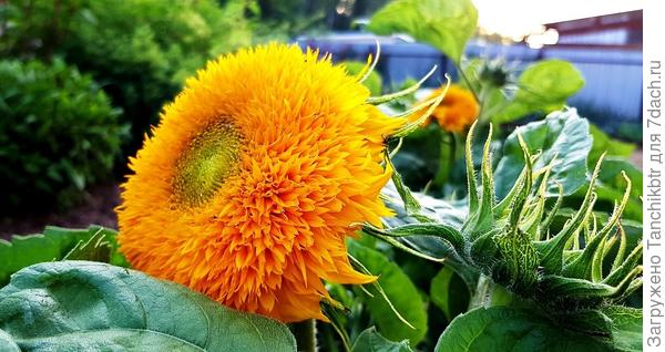 ... «Медвежонок» или «Плюшевый мишка» – подсолнечник полностью оправдывает своё милое название ...