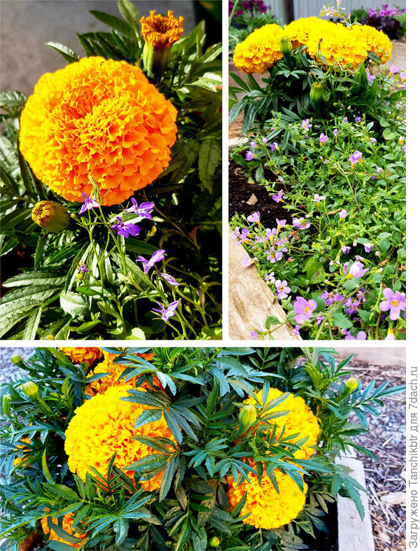 ... Пышные цветущие шары бархатцев ...