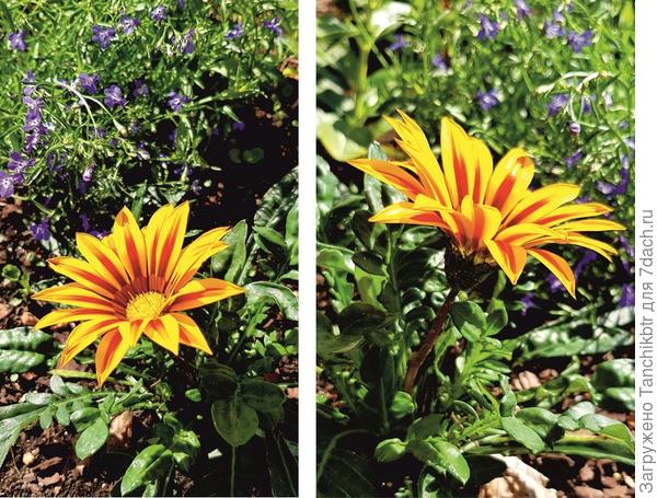 ... Любимица многих – гацания, первые робкие цветы. Лично фанатею только от тигровой окраски...