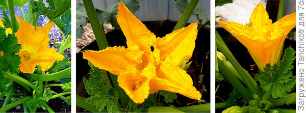 ... Хотела поддержать овощной флешмоб, но перечитала название топика 😀 😀 😀 пожалуй, ограничусь цветением кабачка ...