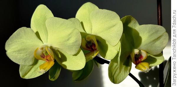 ... Цветки так и переливаются, буквально искрятся в лучах редкого зимнего солнца ...