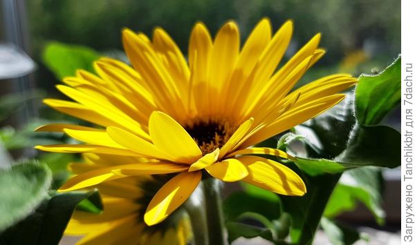 ... Красотка гербера Джемсона ...