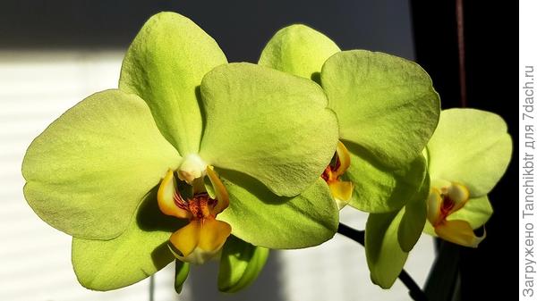 ... Цветок совсем не дачного сезона, но устоять было сложно ...