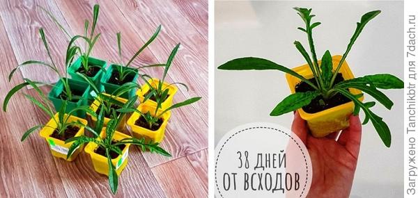 Делаю такой вывод по температурному режиму, т.к. лампы в 2018 году у меня уже были, рассадные емкости – тоже, руки аналогично – не менялись 🙂 Но качество рассады с переездом в загородный дом на порядок выросло. Сеяла 12 марта (и то по моим меркам это рано для Ю. Урала, спасло, что в 2021 г май выдался очень теплым, с первых чисел стояло пекло и не было возвратных заморозков, удалось высадить рассаду 13 мая. А так мы раньше июня в ОГ вообще не суемся)