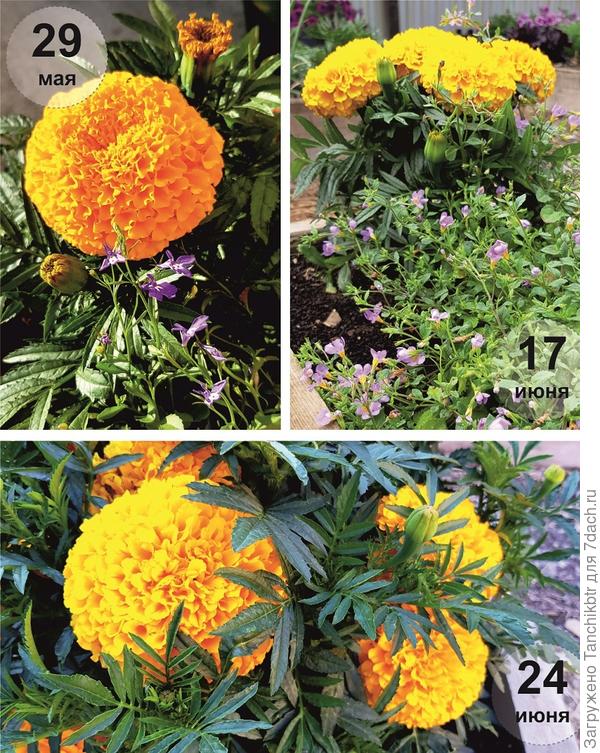 Первое цветение примерно в 20-х числах мая, дальше – больше