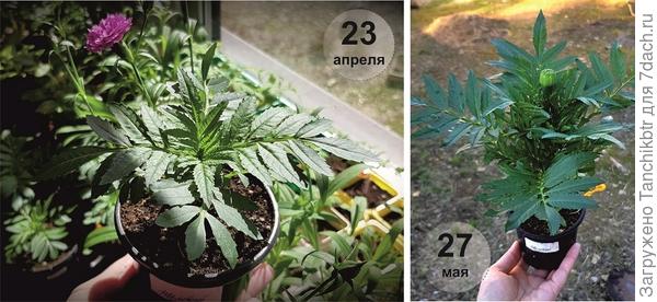 В прошлом году выращивала серию Тайшан, сеяла примерно в такое же время, в середине марта. По датам начала бутонизации и и цветения есть отставание (примерно на месяц). Но, возможно, это связано с затяжной и холодной весной. В 2021 г с первых чисел мая стояла жара, а прошлый год этим похвастаться не может, с горем пополам в конце мая начали рассаживать рассаду на постоянное место (фото от 27 мая – как раз высаживаю рассаду бархатцев в открытый грунт). Жаль, не могу найти  фото с динамикой цветения. Но Тайшаны у меня показали себя хуже, чем Антигуа, хотя нахваливали наоборот 🙂