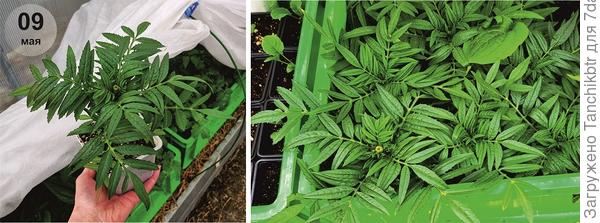 Серию Антигуа сеяла 12 марта 2021 г, на 9 мая рассада красовалась уже с зачатками бутонов