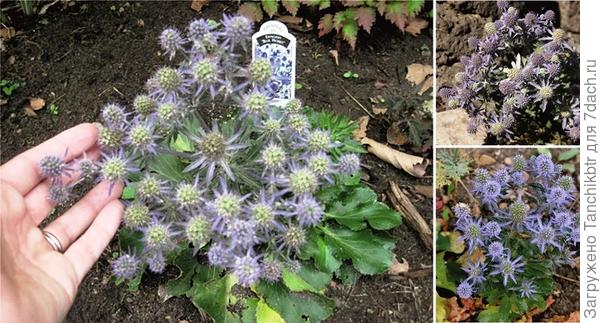 Запала на сорт Blue Hobbit именно из-за его компактности, показался таким милым 🙂 да и не видела такой ни у кого. Надеюсь, получится вырастить из семян