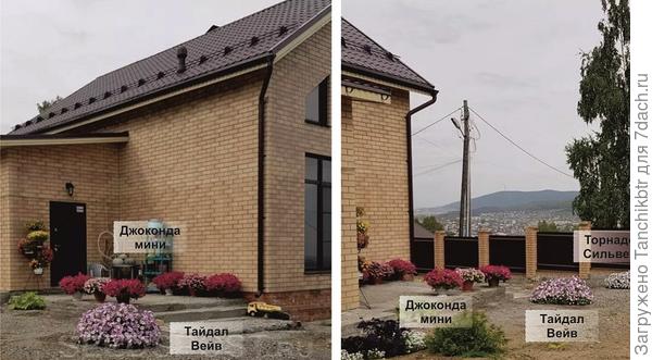 Кстати, на фото можно сравнить Тайдал и Торнадо, как выглядит петуния в 10 л (фото выше) и «на вольных хлебах», где около 30-50 л (ракурсы, правда, не совсем удачные). Но мне по душе аккуратные «шапочки», как у Джоконды мини (у нее еще и цветы стерильные, остается декоративной весь сезон, не требует стрижки)