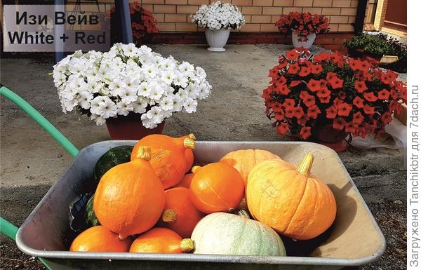 или Изи Вейв (опять же, sorry за изображение, фотографировала явно не петунии). Последняя в кашпо даже на 5 л выглядит достойно (но надо обрывать отцветшие цветки + стричь, иначе достаточно быстро теряет декоративность).