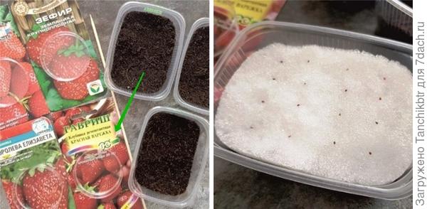 Но ведь оглядываться на чужой опыт бесполезно 🙂 Во-первых, фасовка разная; во-вторых, год сбора семян и срок реализации, скорее всего, тоже; в-третьих, если через семенное размножение родительские признаки наследуются крайне редко, то получить одинаковые результаты практически невозможно