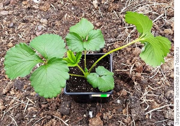 Рассада на момент высадки в грунт