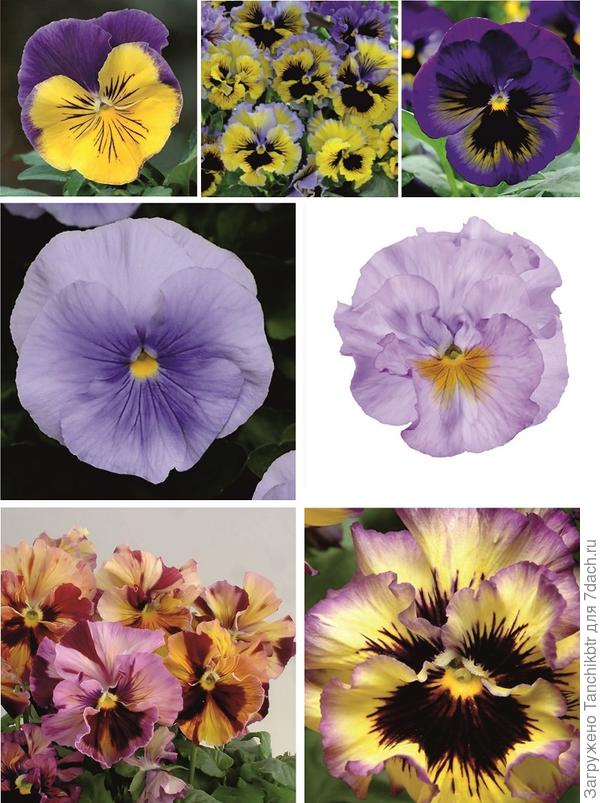 Обещаны такие расцветки