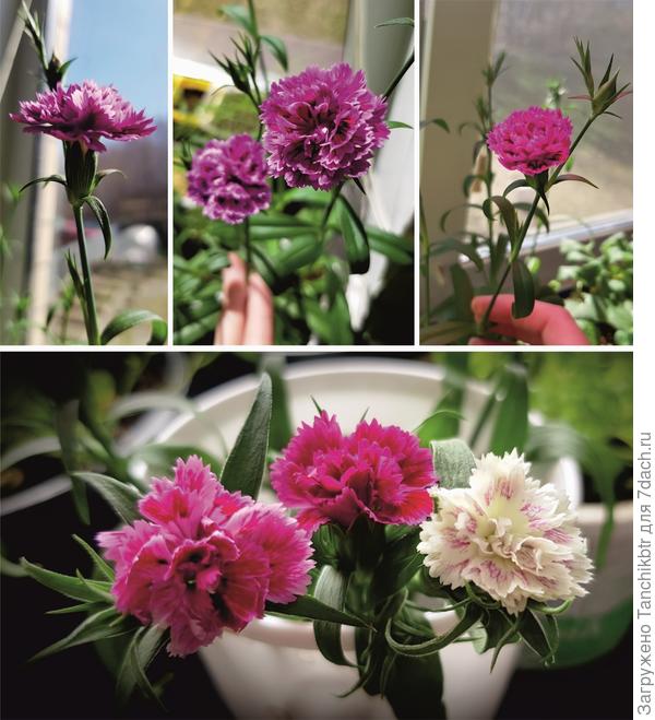 Влюбилась в нее, в прошлом году выращивала 3 разных расцветки: Orchid, Red и White Blush (в этом году остановилась на White Blush и новинке - Rose Lace)... По мне, как мини-Шабо, только гораздо проще в выращивании и совсем неприхотлива