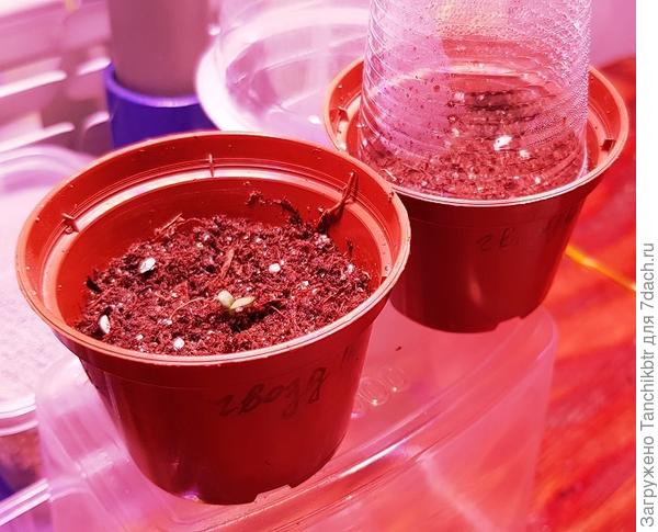 уже взошла, наблюдаем...