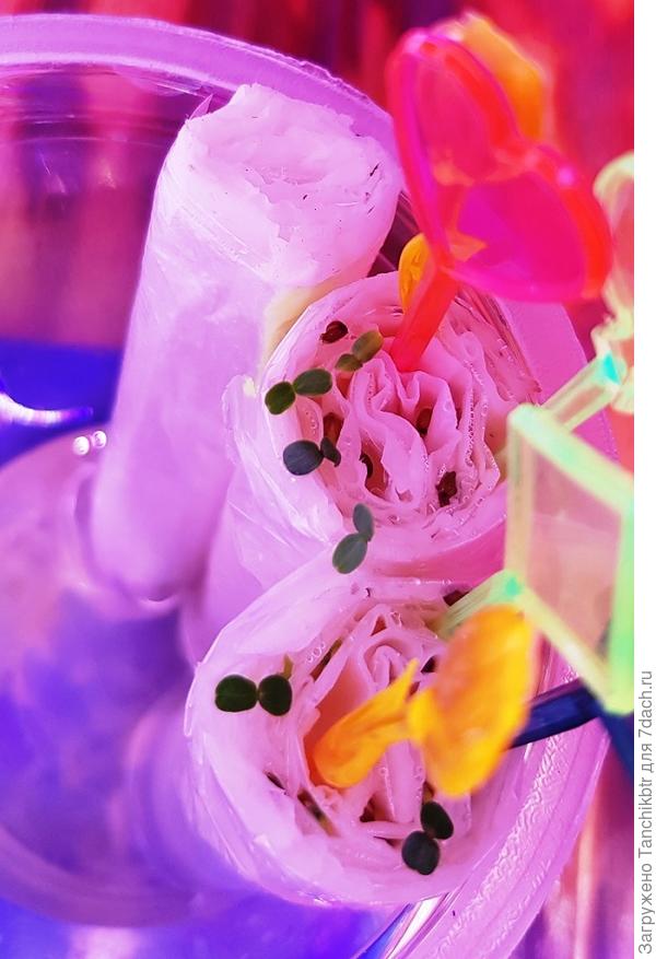 Виолу тоже хотела посеять позже, научена же 😎 но вновь не удержалась 🙁 Потихоньку уже всходит