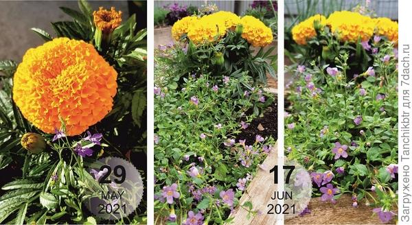 29.05 первые бутоны, 17.06 – уже активное цветение (фоткала, правда, обриету 😀)