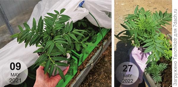 Слева (2021 г) - серия Антигуа, справа (2022 г) - Тайшан