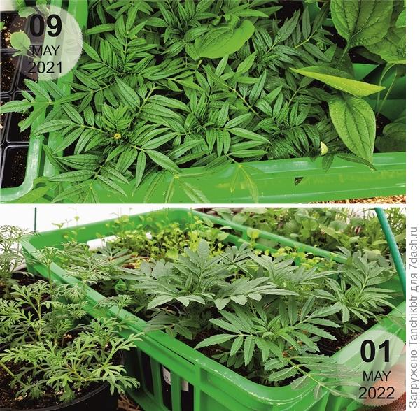 рассада бархатцев в теплице, май 2021 и 2022 гг