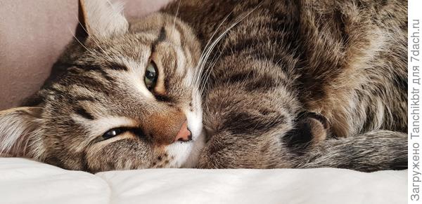 ... а иногда – даже очень сонливо... Zzz