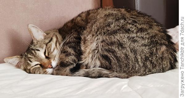 Умоститься на прикроватной тумбочке - за милую душу