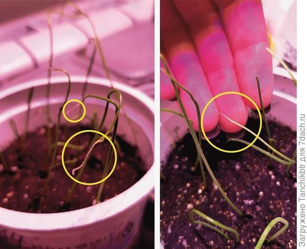 Когда концы перышек так начинает "колбасить", прищипываю ноготком и всё. Усыхание дальше не идет, купируется. А грунт нормальный? По фото что-то не внушает он мне доверия... Хотя, пишете, что другой сорт растет и радует