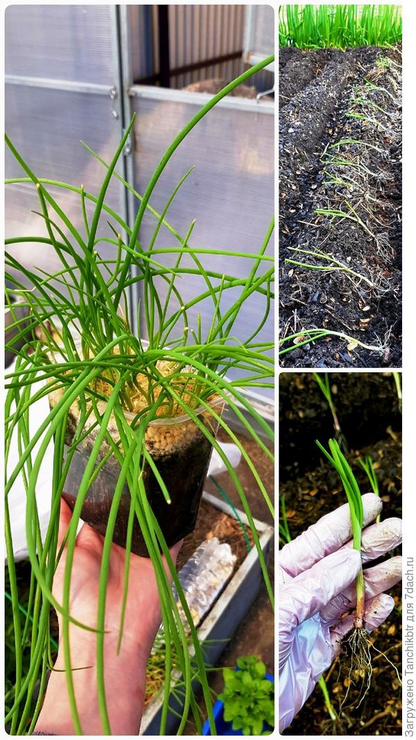 А это уже полноценная рассада))) 17 мая