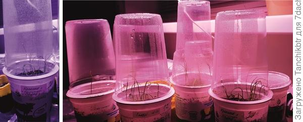 Кстати, для всходов низкая температура ни к чему. Всегда контейнеры стоят вплотную к батарее (фото специально не обрезала, чтобы видно было радиатор), градусов 30 точно есть.  И только после появления 80-90% всходов переношу контейнеры на подоконник, расставляя ближе к стеклопакету