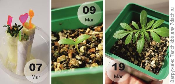 Бархатцы. Шустро выскочили в «улитке» в 100% составе, радуют глаз развитием