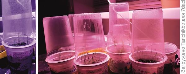 В этот раз в качестве емкостей использую высокие стаканы на 500 мл, т.к. сортов много, а грядок – мало (тем более под зиму еще севок посажен). Кстати, мама всегда именно в таких контейнерах выращивает луковую рассаду, оставляя в стакане не более 10 растений. Я же жадная 😎 «впихнула» от 15 до 20 семян. Ну, как «впихнула»? 😀 по мне, так очень даже не загущено разложила))) В общем, посмотрим на развитие рассады. Пока контейнеры стоят на приставном журнальном столике вблизи радиатора отопления, сверху установлен прозрачный колпак (думаю, завтра-послезавтра уберу, т.к. всходы уже появились в 90-100% составе, и выставлю стаканы в относительно прохладное место – ближе к стеклопакету)