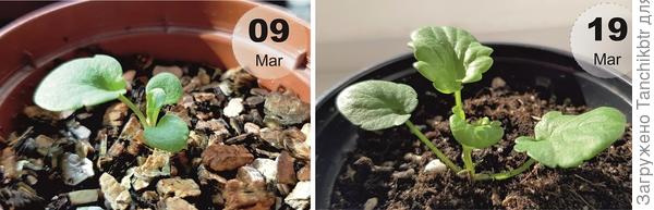 Виола. Сеяла 12 февраля в «улитку», вчера часть растений перевалила из горшочков на 70 мл в емкости объемом 0,3 л