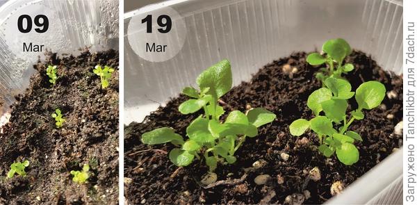 Лобелия. Поверхностный посев драже 24 февраля, в один контейнер по 5 шт. 16 марта рассадила рассаду в те же прямоугольные контейнеры, но по 3 шт. в шахматном порядке. В идеале надо было каждой «кучке» дать индивидуальное жилье на 300 мл (ни много, ни мало – 30 горшочков 🤯), но мне нужно по максимуму экономить место пока не собрали и установили приставную конструкцию к подоконнику