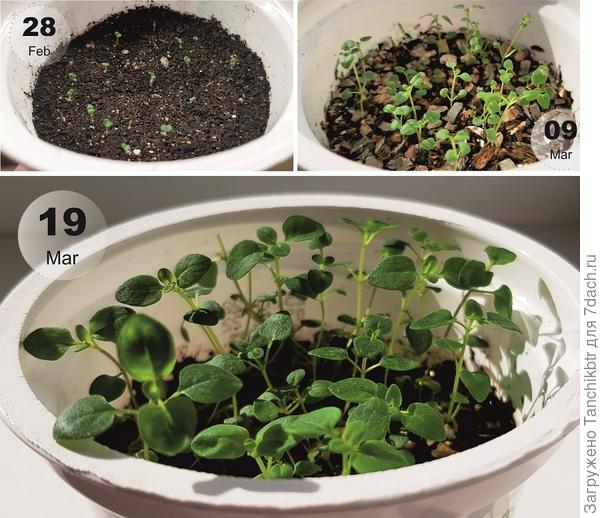 Тимьян ползучий. Черт меня дернул посеять семена 24 февраля. Ранее уже выращивала чабрец (в 2019 г), причем, тот же сорт – Парпл (Purple), только другого производителя. В заметках на полях значится, что рассада развивается крайне медленно и неохотно. Что-то в этом году не сказала бы... Самым резвым уже «снесла головы» (аромат потрясающий 👍)