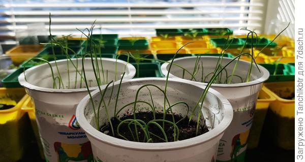 Днем, когда солнышко балует, выставляю рассаду лука на подоконник принимать «солнечные ванны»