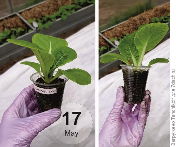 Предпочитаю высаживать в ОГ не "лопухи", а рассаду примерно такого размера, тогда она быстро приживается, не болеет, моментально трогается в рост