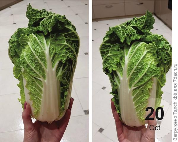 Вторая волна урожая 2022 г. Кочанчики уже поменьше, но я и с посевом изрядно затянула, не в середине июля спохватилась, а только в августе