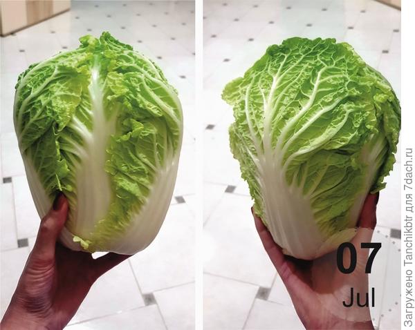 Урожай 2022 года, когда май и июнь выдались экстремально холодными