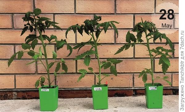 Через месяц выровнялись, 28 мая - день высадки в теплицу