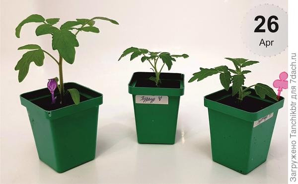 Сначала рассада крепенькой росла, приземистой. 26 апреля – день перевалки (из 200 мл в 0,75 л), один экземпляр почему-то лидировал