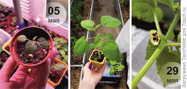 Сеяла 10 штук, т.к. мне надо было всего 6 кустиков на пробу. Один, правда, загнулся уже после высадки в ОГ, не выдержал июньской холодрыги и штормовых ветров. Семена взошли, но традиционно проращивала в "улитке" 😎 Что помню - ждала всходы непривычно долго! Думала, он должен выскочить, как томат или перец, в те же сроки. Ничего подобного! Даже видно, какая рассада маленькая на 5 мая, а сеяла в апреле. Но у меня в прошлом году эпопея была с некачественным грунтом, он еще повлиял. После, как пересадила в Лама Торф - растормошились. Так и росли в 200 мл стаканчиках до высадки в грунт